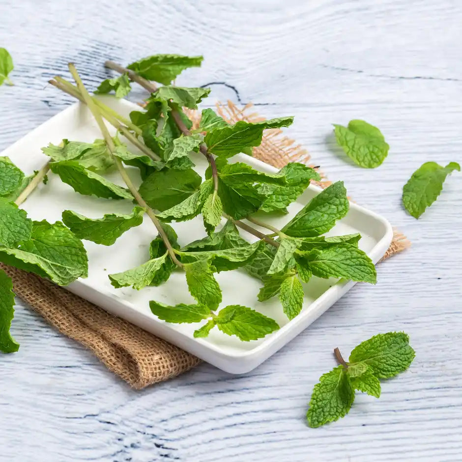 MINT LEAVES (PUDINA) 1KG